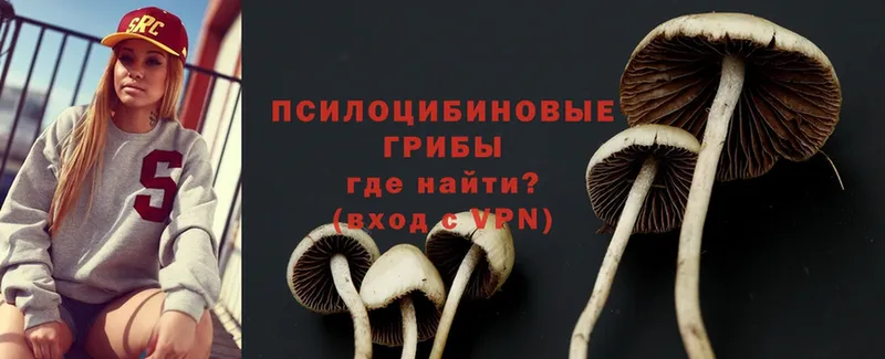 Псилоцибиновые грибы Cubensis Великий Устюг